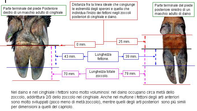 alcune tracce da confermare